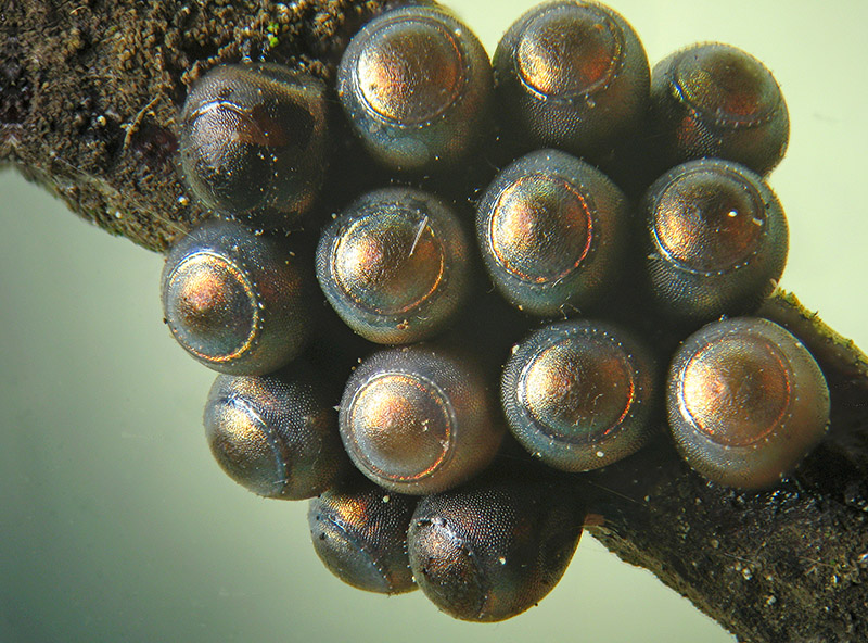 Uova di Rhaphigaster nebulosa parassitate da Braconidae